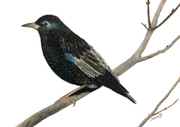 Stæren