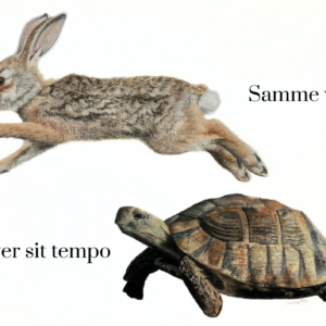 Haren & skildpadden
