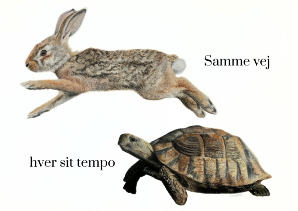 Haren & skildpadden