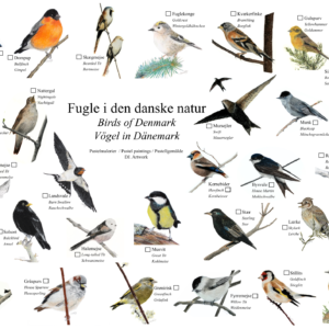Fugleplakaten (International)